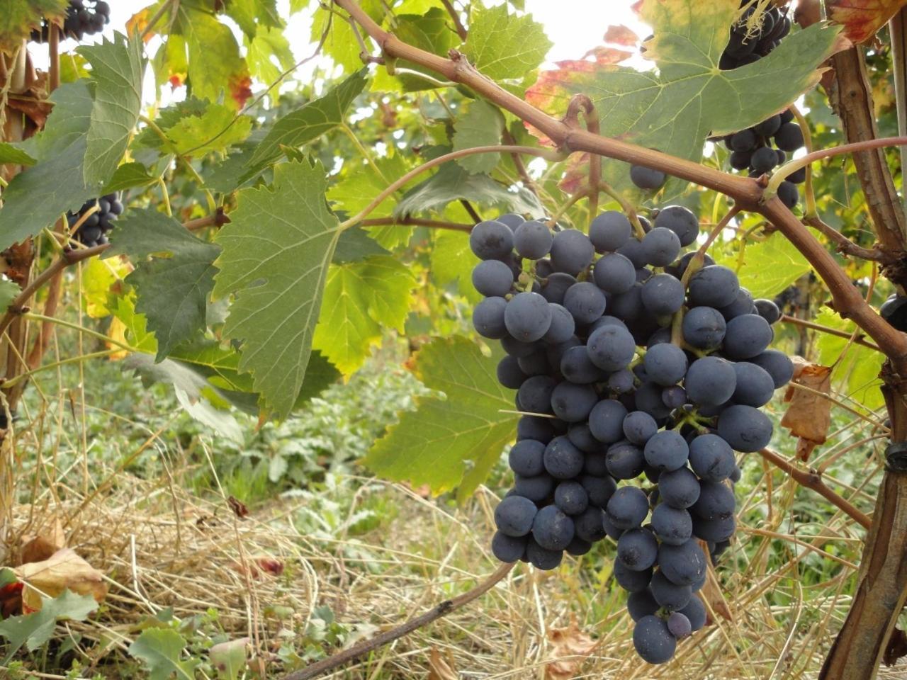 Agriturismo Le Case 阿西西 外观 照片
