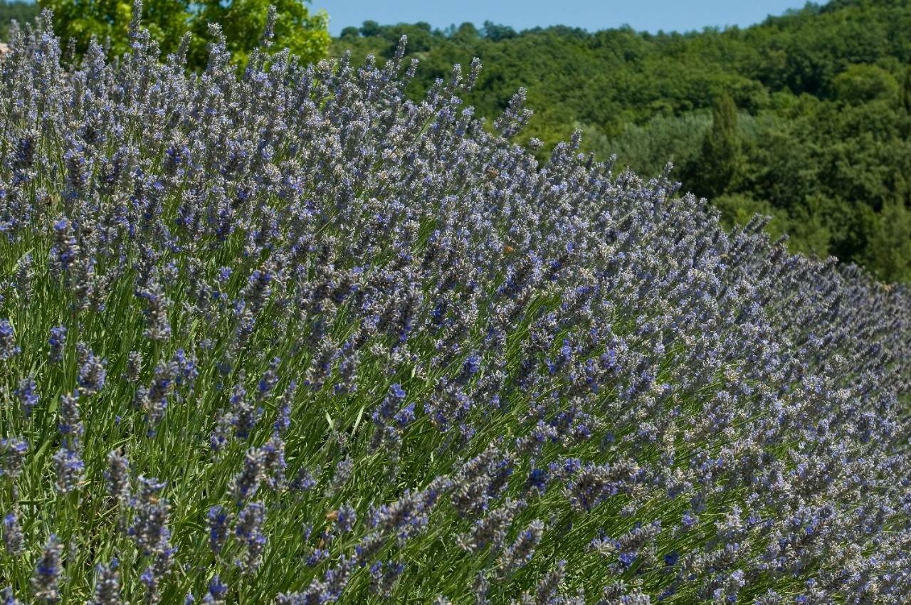 Agriturismo Le Case 阿西西 外观 照片